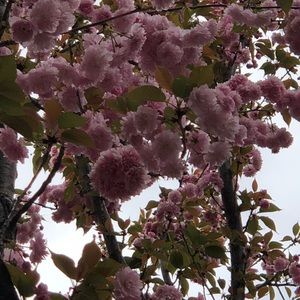 Meet your Posher, Trish